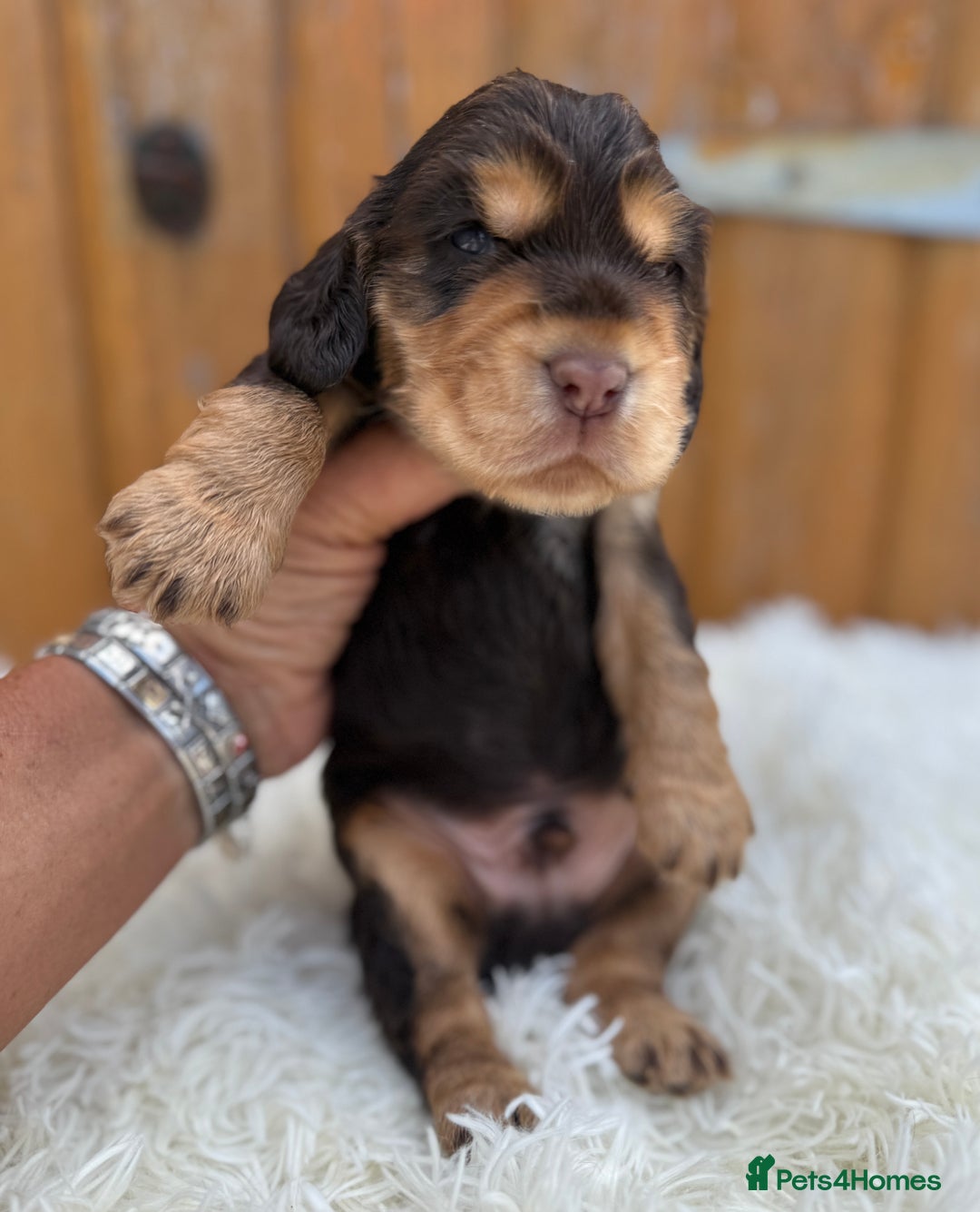 Cocker Spaniel dogs for sale: Show Cocker Spaniel pups KC reg - Image 11