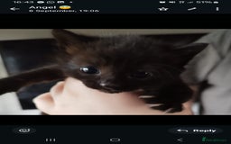 Mixed Breed cats for sale: Cute kittens  - Image 8