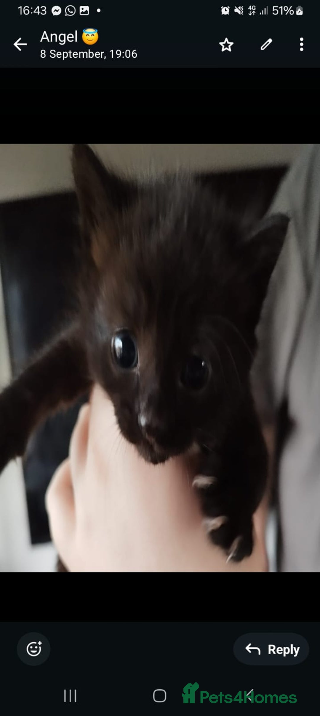 Mixed Breed cats for sale: Cute kittens  - Image 8