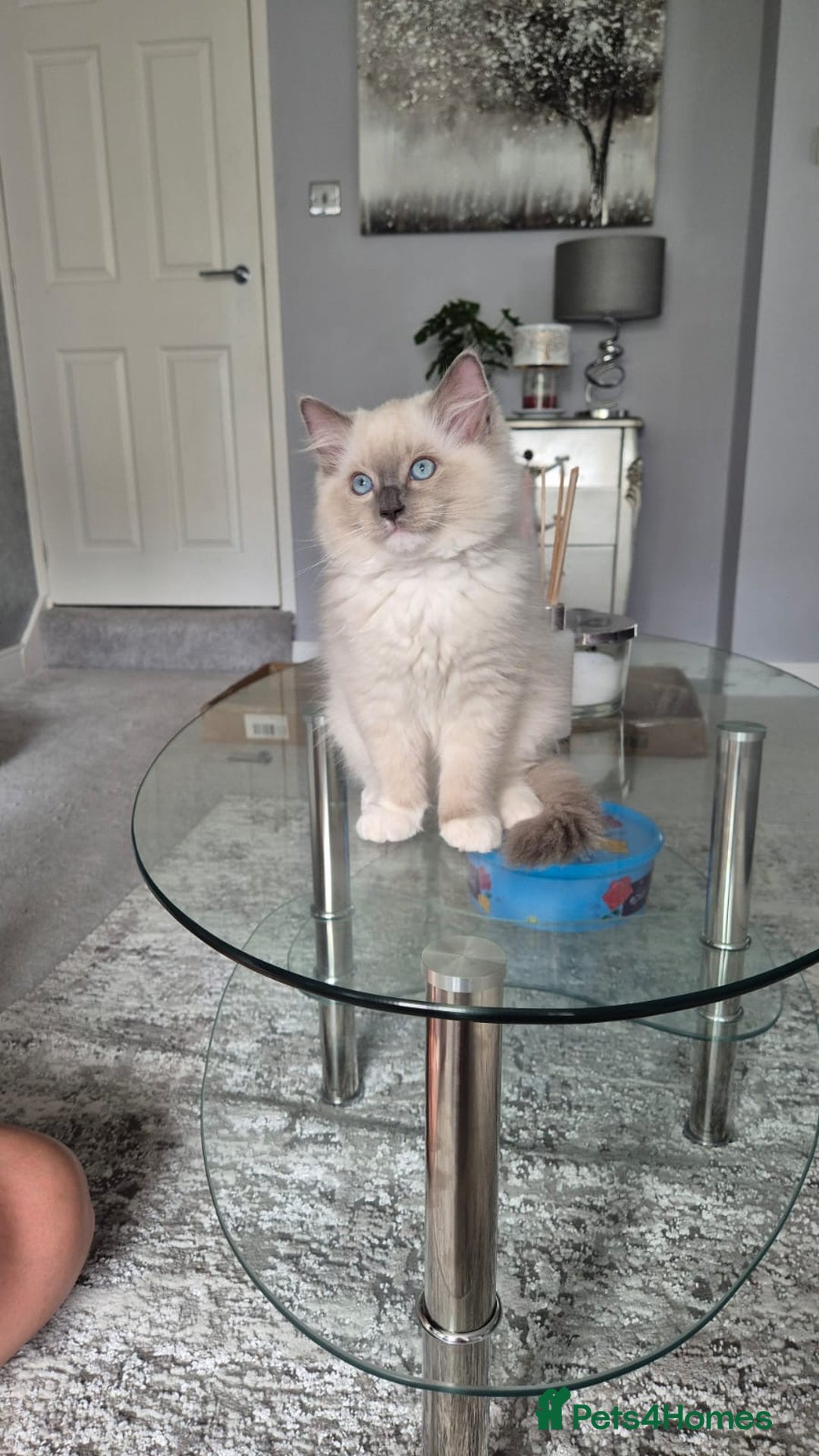 Ragdoll cats for sale: *READY TO GO* 1 beautiful girl ragdoll in Liversedge - Image 7