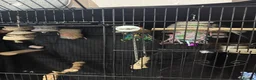 Budgerigars birds for sale: 2 male young budgies for sale  - Advert 4