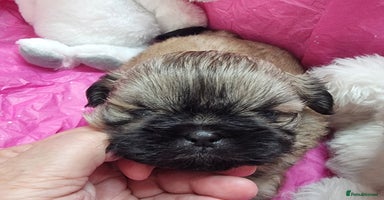 Shih Tzu dogs - Advert 4