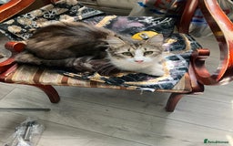 Mixed Breed cats for sale: 1yr female cat.2 playful male kitten available  in Stoke-on-Trent - Image 4