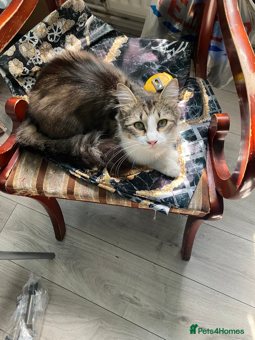 Mixed Breed cats for sale: 1yr female cat.2 playful male kitten available  in Stoke-on-Trent - Image 4