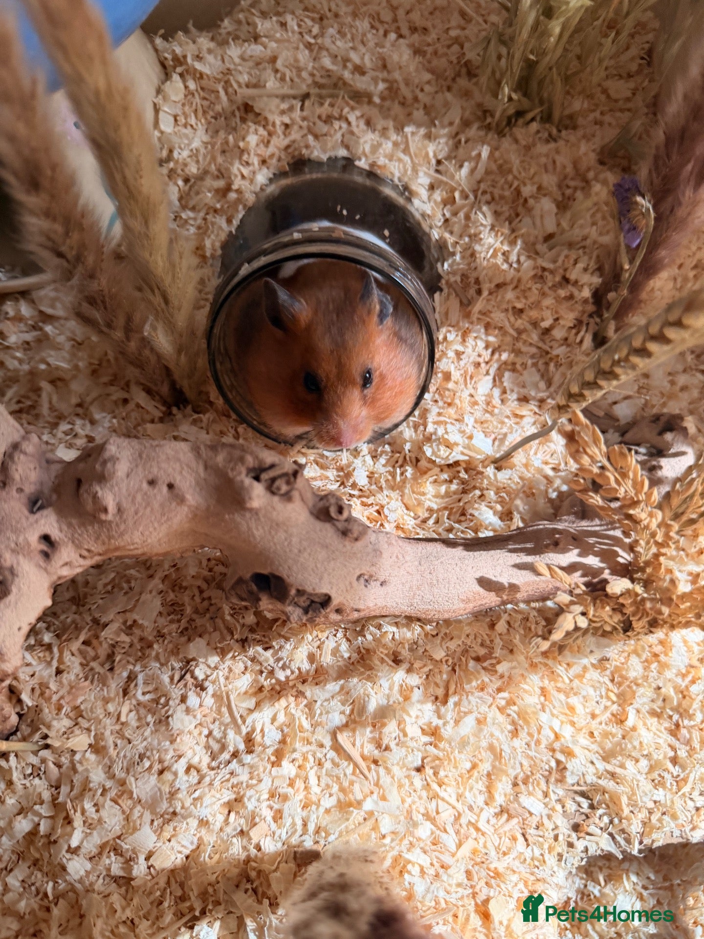 Hamster rodents Hamster 🐹  - Advert 1