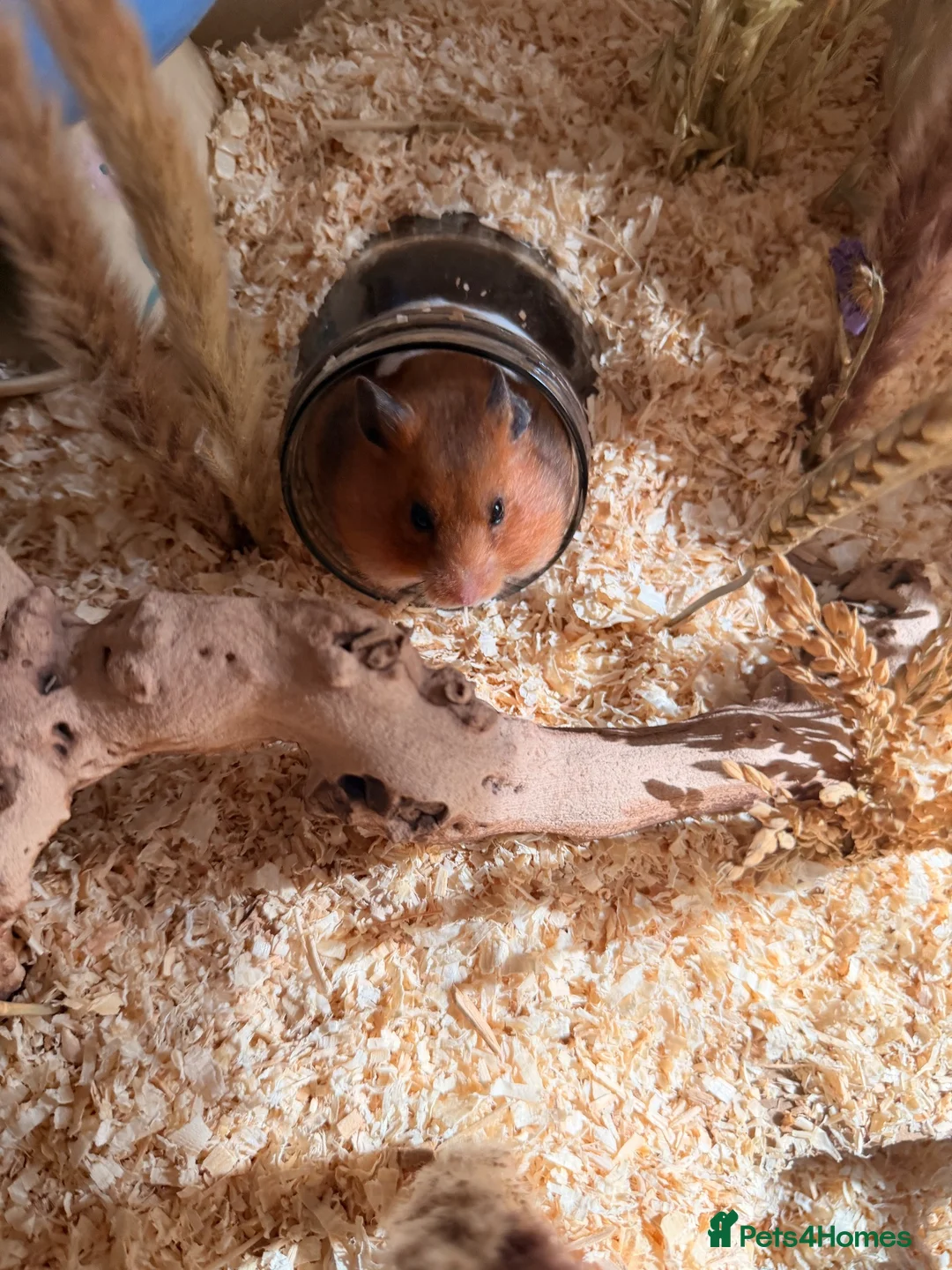 Hamster rodents for sale: Hamster 🐹  in Thames Ditton - Advert 1