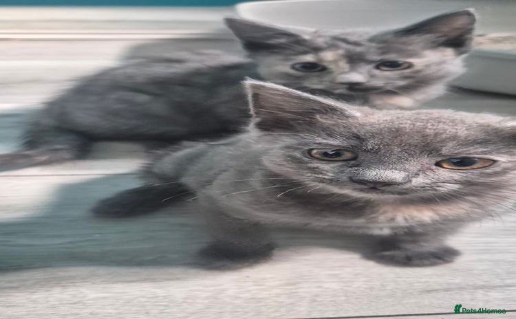 European cats - Advert 1