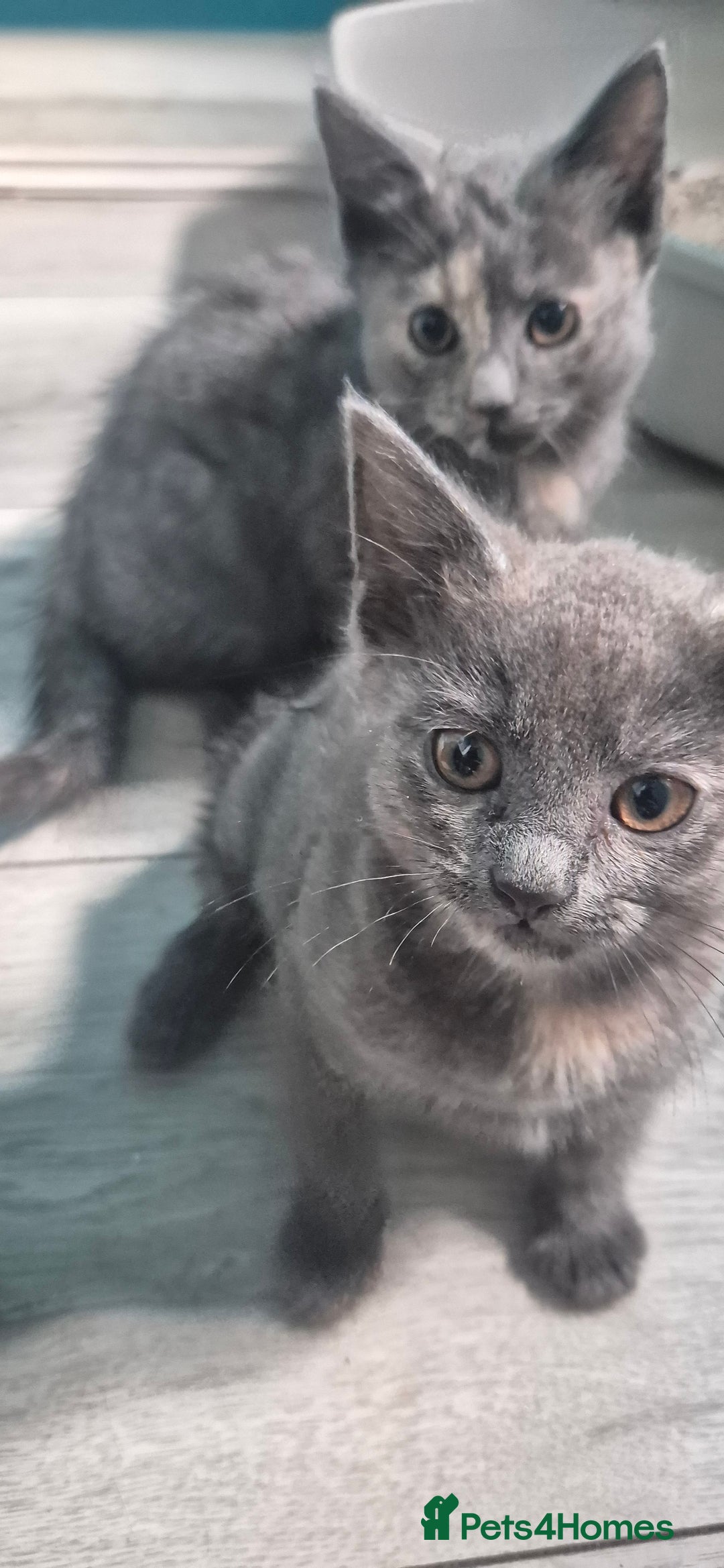 European cats for sale: Kittens  - Image 1