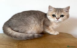 British Shorthair cats for sale: Golden Tipped BSH - last MalaMor Kittens  - Image 9