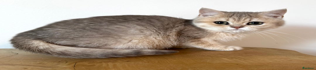British Shorthair Kitten 2