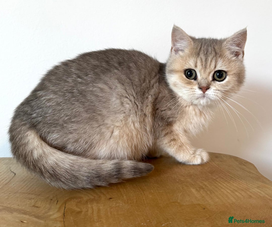 British Shorthair cats for sale: Golden Tipped BSH - last MalaMor Kittens  - Image 9