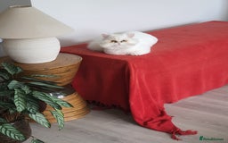 Persian cats for sale: Persian  cat - Image 2