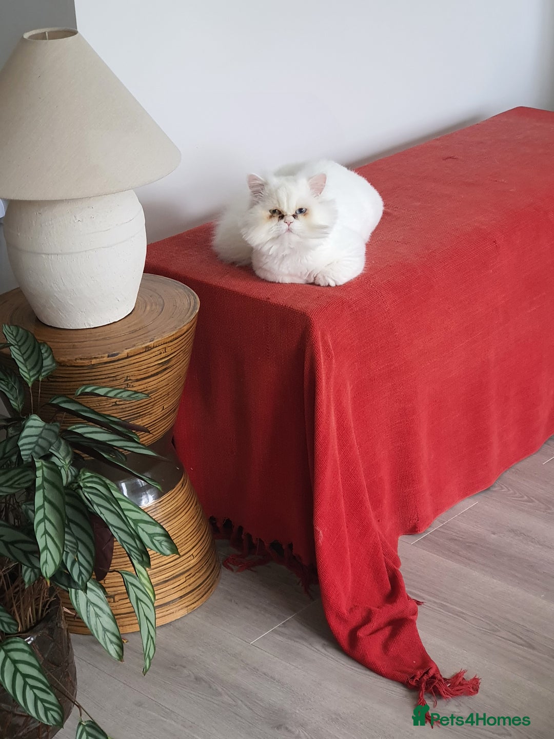 Persian cats for sale: Persian  cat - Image 2