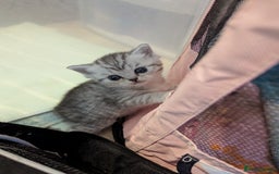 Scottish Fold cats for sale: 🐾 Beautiful Scottish Fold Kittens 🐾 - Image 4