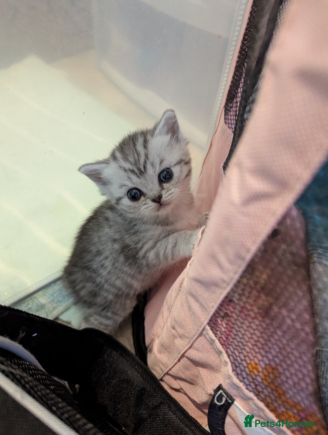Scottish Fold cats for sale: 🐾 Beautiful Scottish Fold Kittens 🐾 - Image 4