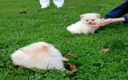 Pomeranian dogs for sale: Miniature Pomeranian puppies  - Advert 5