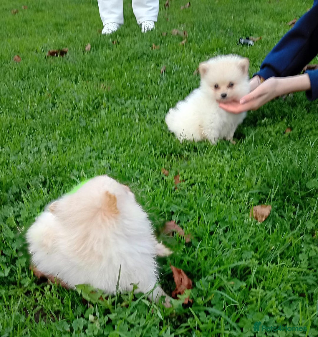 Pomeranian dogs for sale: Miniature Pomeranian puppies  - Advert 5
