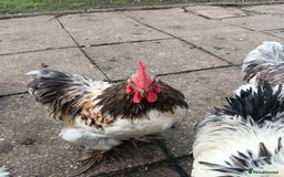 Hens poultry for sale: Chickens for sale - Image 4