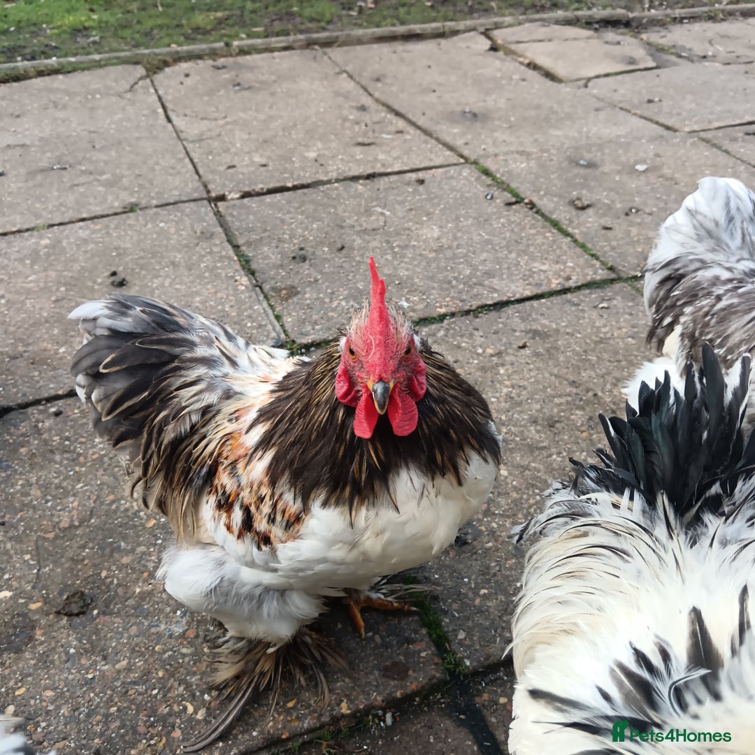 Hens poultry for sale: Chickens for sale - Image 4
