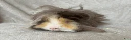 Guinea Pig rodents for sale: Young Lunkarya boar - Advert 3