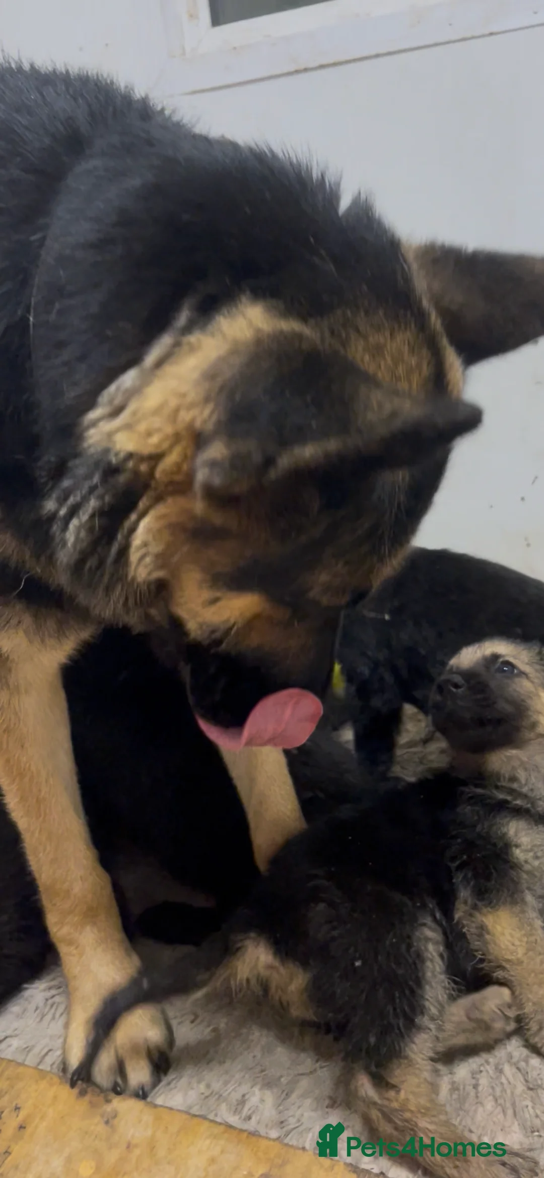 German Shepherd dogs for sale: Straight back German Shepard’s  - Advert 2