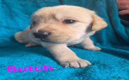 Goldador dogs for sale: Goldador Puppy 5 - Kitanas puppies  - Image 9