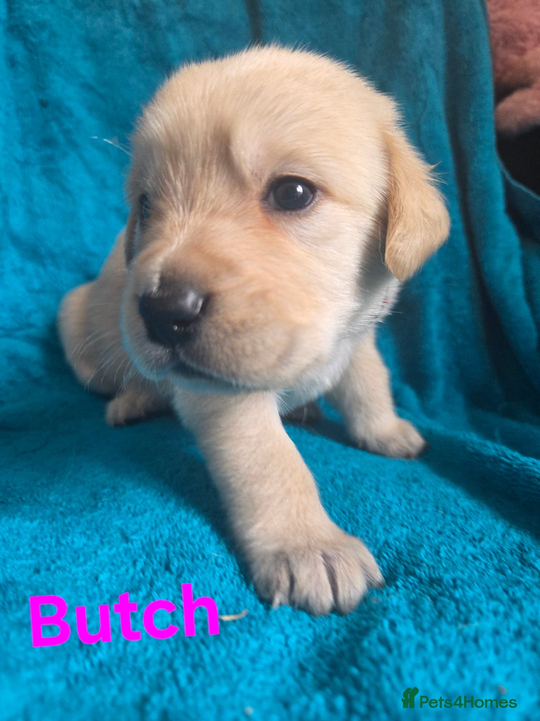 Goldador dogs for sale: Goldador Puppy 5 - Kitanas puppies  - Image 9