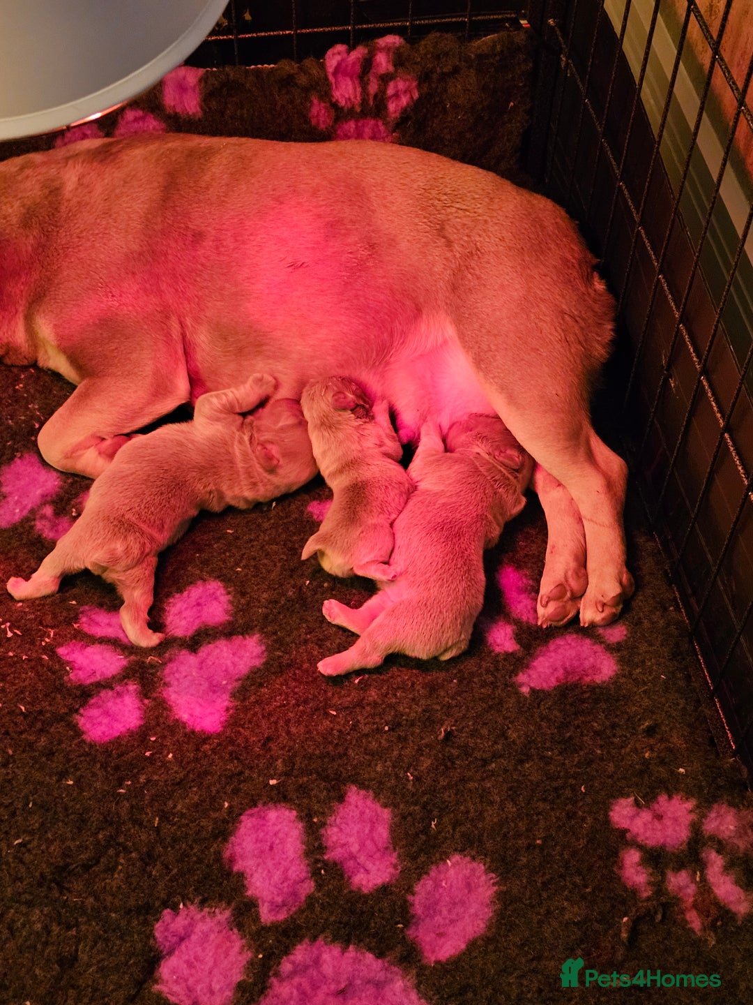 French Bulldog dogs for sale: French bulldog pups isabella and tan fluffy  - Advert 11