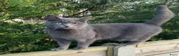 Mixed Breed cats for sale: X2 Female 1/2 Russian blue kittens looking for 🏠 - Advert 1