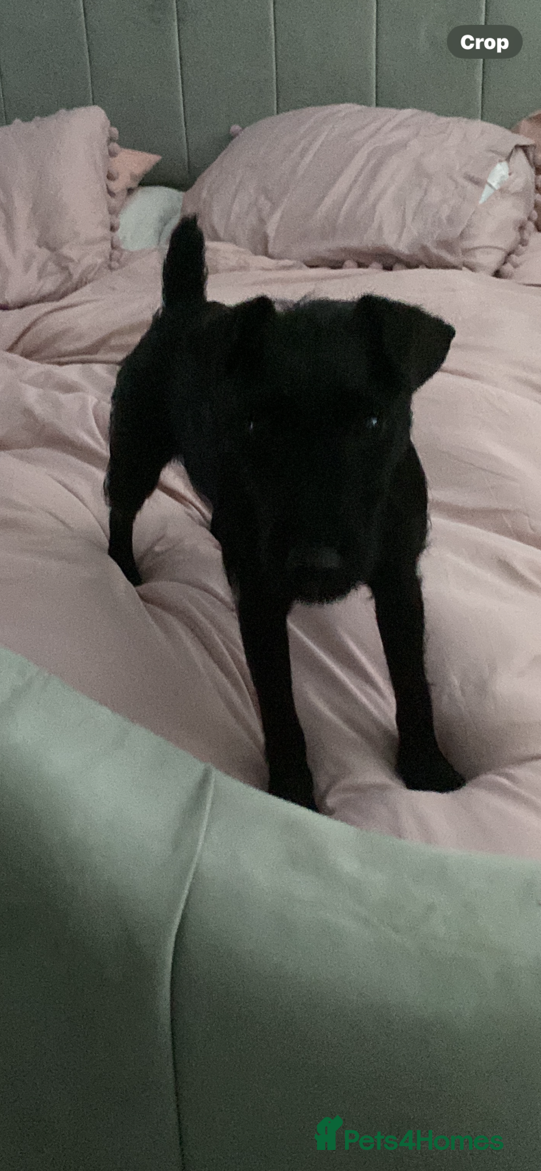 Patterdale Terrier dogs for sale: Wee patterdale girl  - Image 2