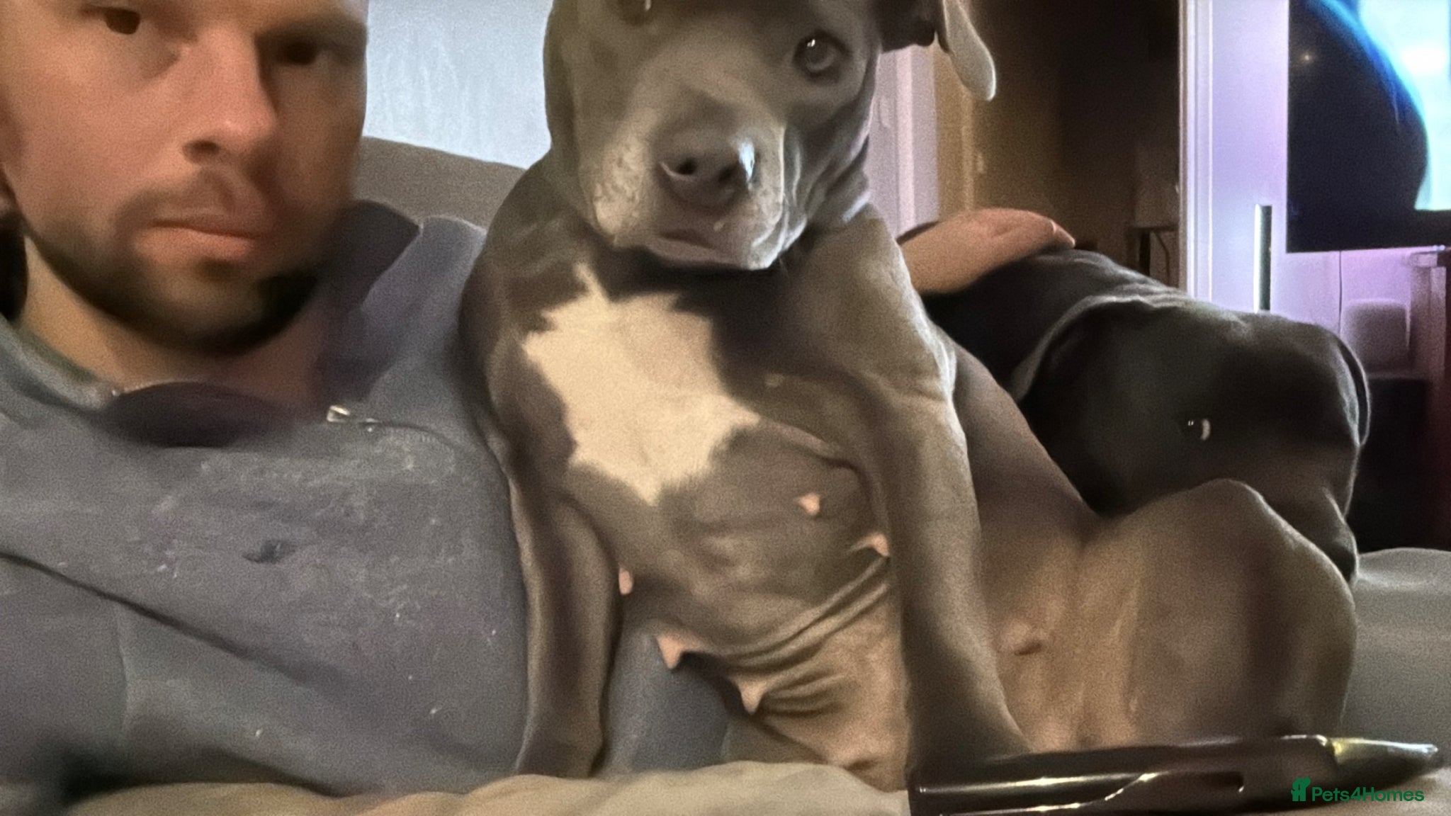 Staffordshire Bull Terrier dogs Amazing litter of staffy pups  - Advert 2