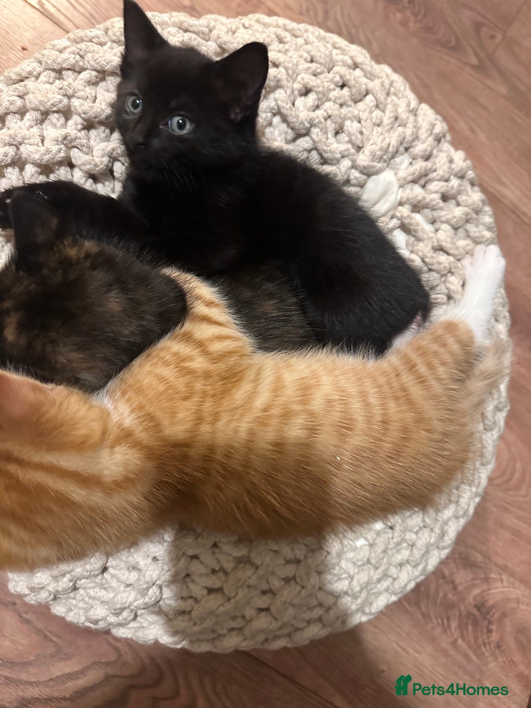 Mixed Breed cats for sale: Full black kitten .  - Image 2