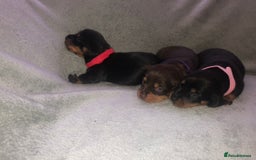 Miniature Dachshund dogs for sale: Miniature dachshund  - Advert 4