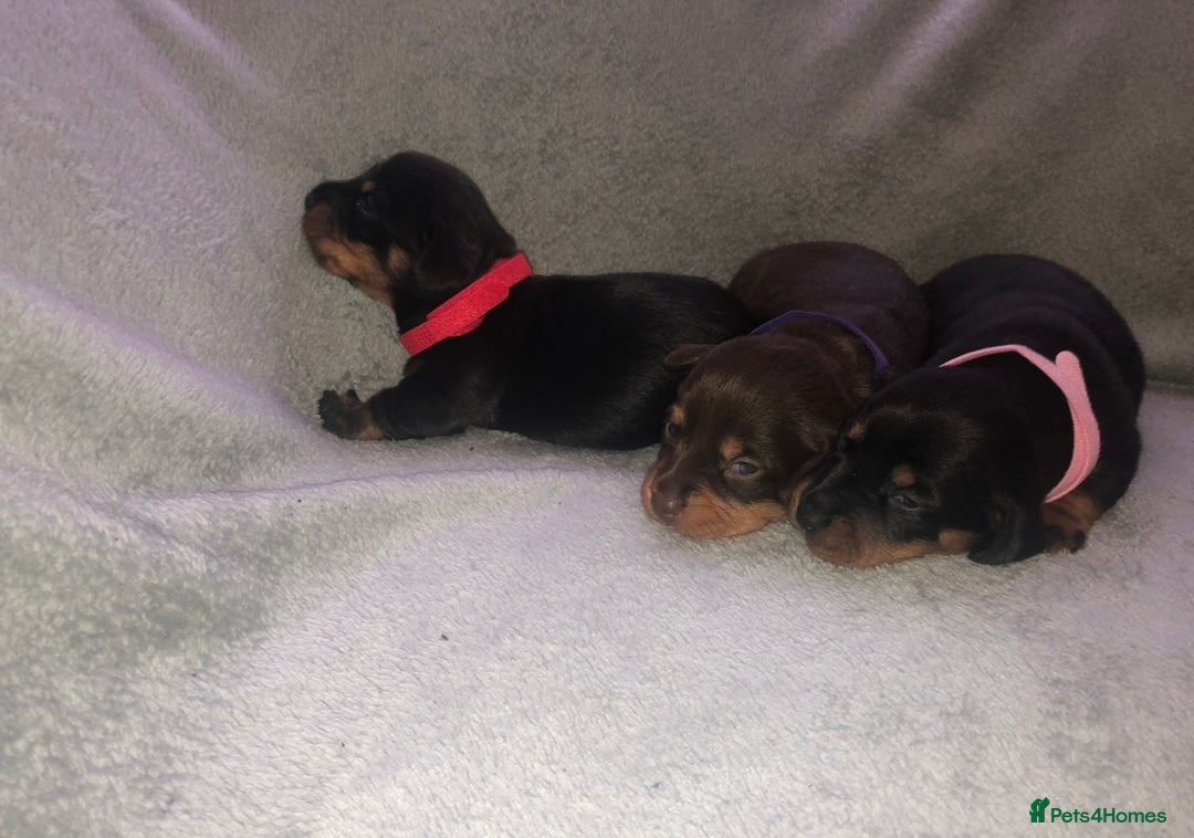 Miniature Dachshund dogs for sale: Miniature dachshund  - Advert 4