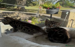 Bengal cats for sale: MARBLED & Spotted BENGALS TiCA Reg 1 kitten left  - Image 5