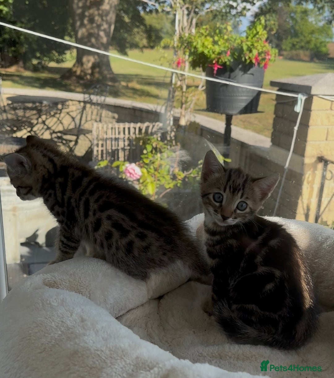 Bengal cats for sale: MARBLED & Spotted BENGALS TiCA Reg 1 kitten left  - Image 5