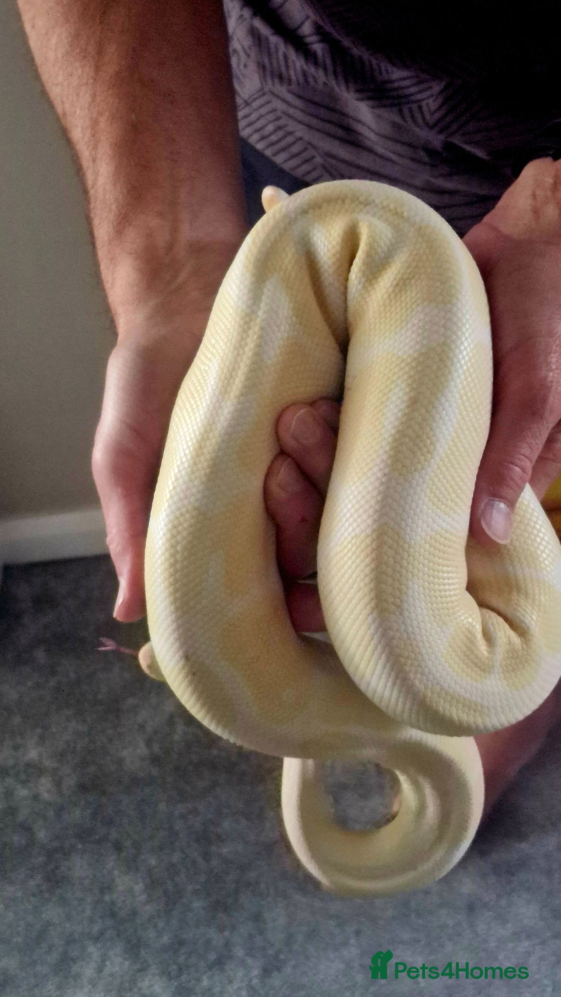 Python Snake reptiles for sale: Royal Python - Albino  - Advert 3