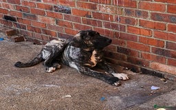 Turkish Kangal dogs for sale: Oliver  - Image 1