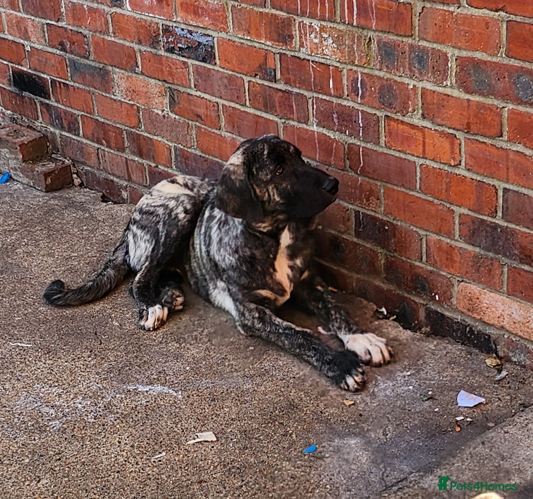 Turkish Kangal dogs for sale: Oliver  - Image 1