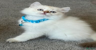 British Longhair cats - Advert 15