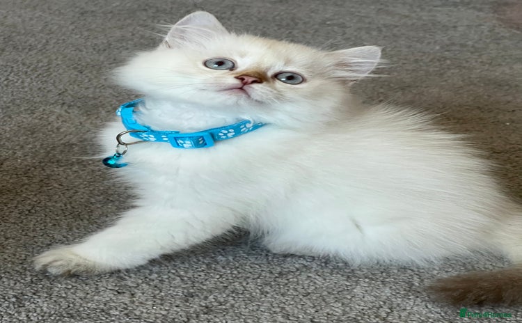 British Longhair cats - Advert 7