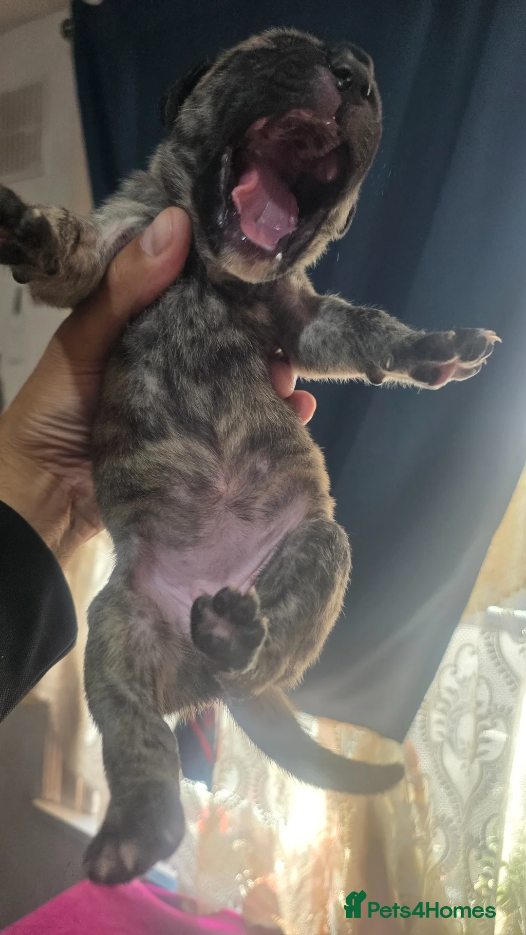 Mixed Breed dogs for sale: Beautiful presa canario x American p bully pups  - Advert 41
