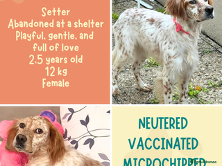 Mixed Breed dogs - Advert 2