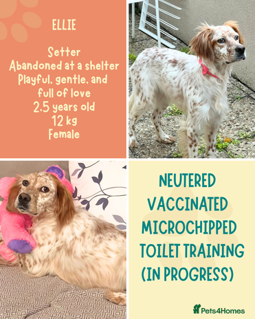 Mixed Breed dogs - Advert 2