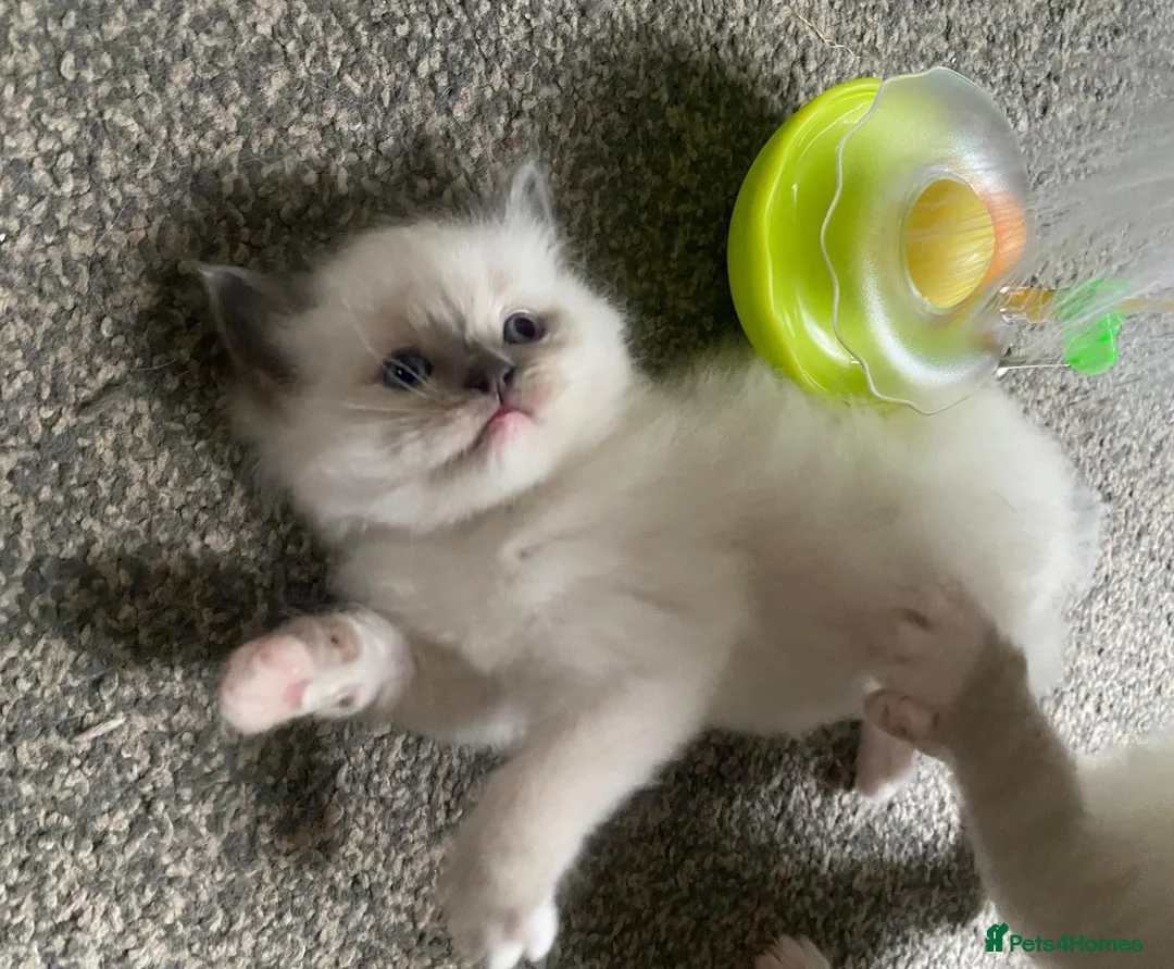 Ragdoll cats for sale: Purebreed Ragdoll kittens - Advert 9