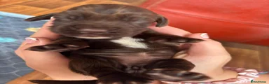 Sprocker 4