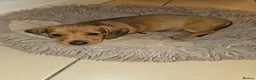 Miniature Dachshund dogs for sale: **1 boy left ready now** - Advert 8
