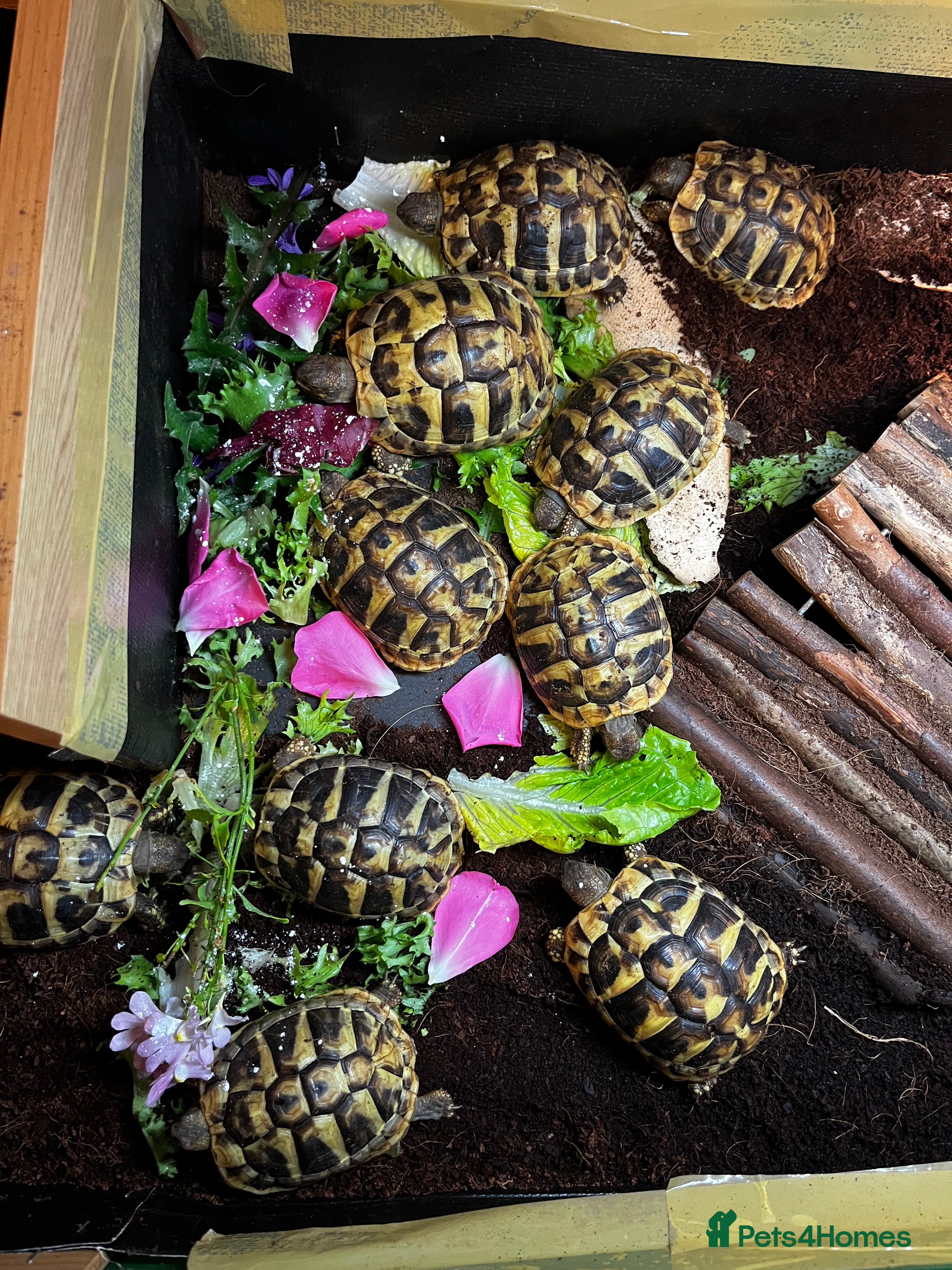 Hermann Tortoise reptiles Hermanns Tortoise babies - Advert 4