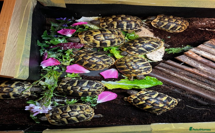Hermann Tortoise reptiles - Advert 3