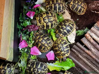 Hermann Tortoise reptiles Hermanns Tortoise yearlings - Advert 8